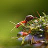 astamrua